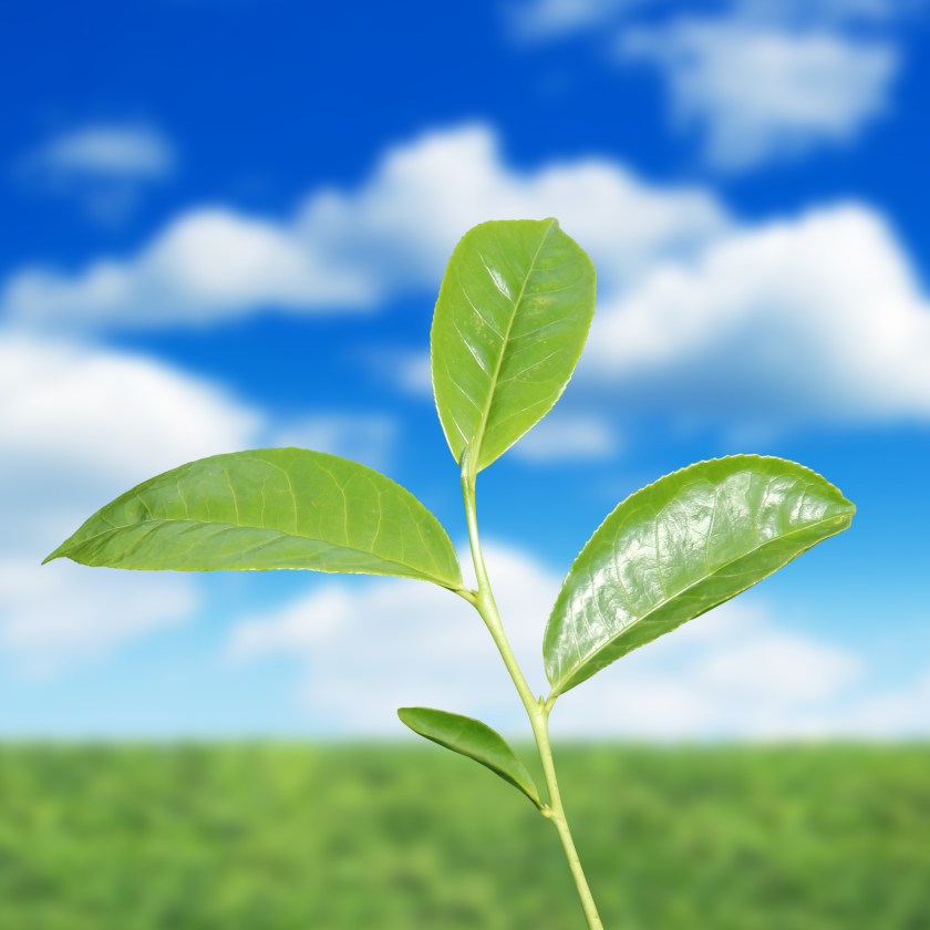 shutterstock_160928342 (new plant)