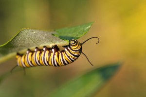 Monarch Butterfly Caterpillar On Milkweed