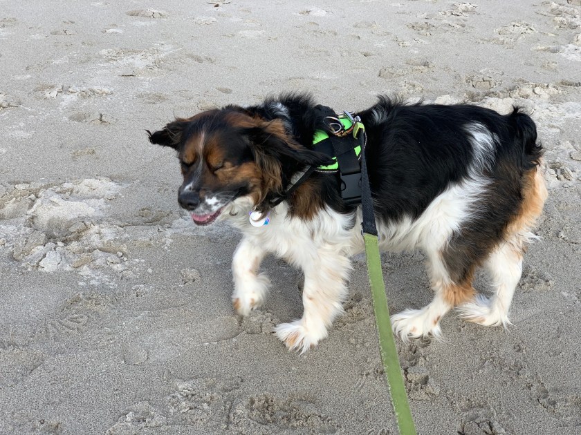 Carter at the Beach for New Year's