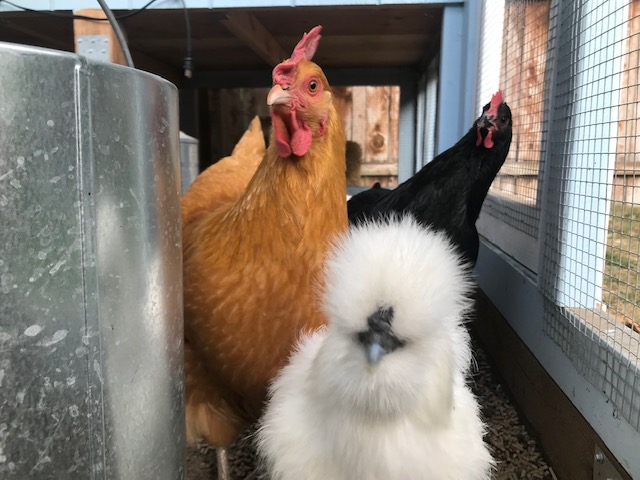 Sandy Baggett - Modern Career Warrior at AnneMarieSegal.com/mcw-sandy-baggett.